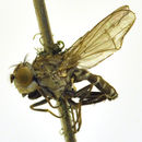 صورة Paralimna punctipennis (Wiedemann 1830)