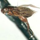 Image of Platydipteron balli Brown 1994