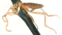 Image of Laishania angustithorax Kung & Brown 2005