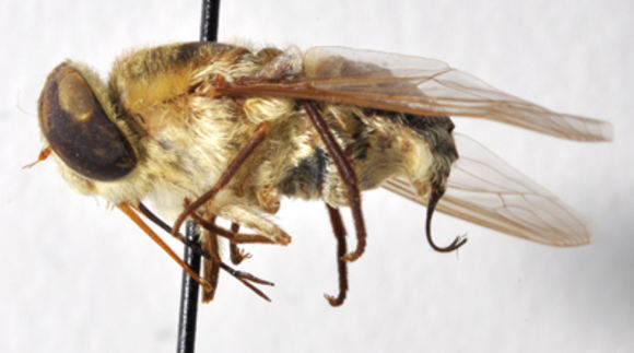 Image of tangle-veined flies