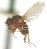 Plancia ëd Drosophilidae