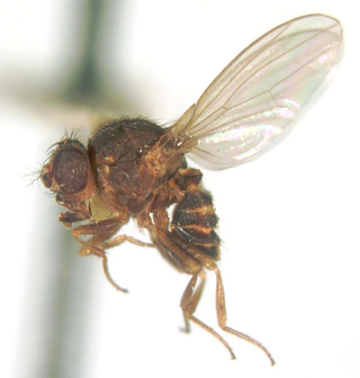 Plancia ëd Drosophilidae