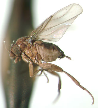 Image of Borgmeieriphora multisetosa Brown 1993