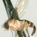 Image of Apocephalus opimus Brown 2002