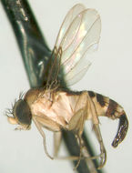 Image of Apocephalus opimus Brown 2002