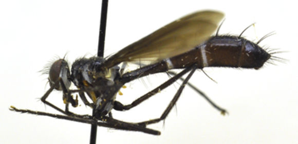 Image of Cordyligaster