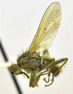 Слика од Scathophagidae