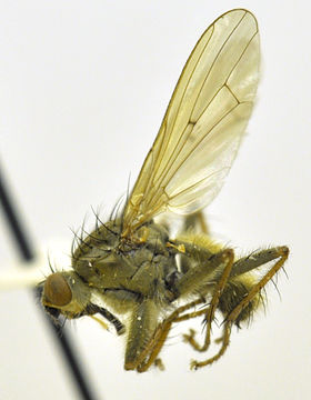 Image of dung-flies