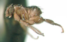 Image of Borgmeieriphora multisetosa Brown 1993