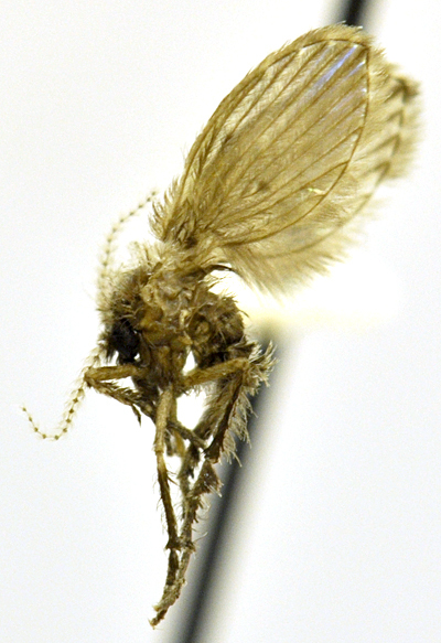 Image of <i>Telmatoscopus albipunctatus</i>