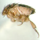 Cootiphora angustata Brown 1993的圖片