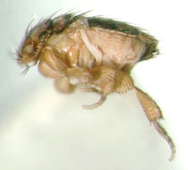 Image of Cootiphora angustata Brown 1993