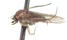Image of Adelopteromyia