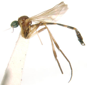 Image of Lygistorrhina