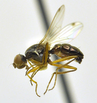 Image of black scavenger flies