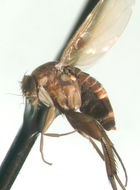 Image of Phymatopterella luteiclava Borgmeier 1971