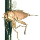 Image of Ecitoptera