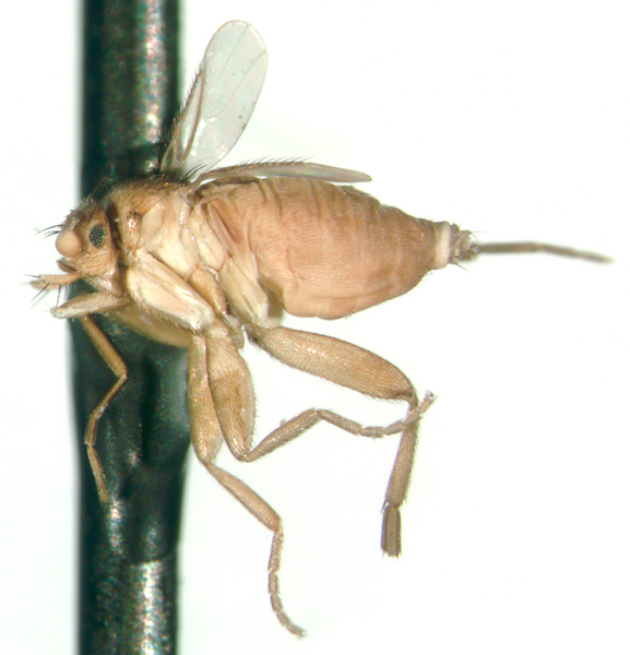 Image of Ecitoptera