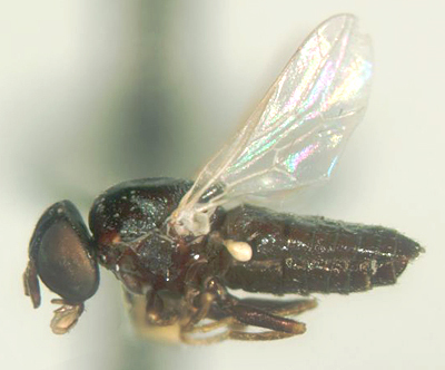 Image of window flies