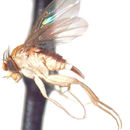 Image of Acanthophorides