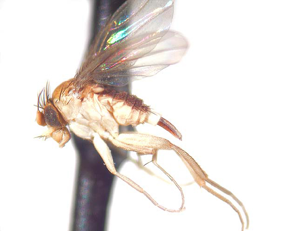 Image of Acanthophorides