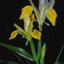 Image of Iris bucharica Foster