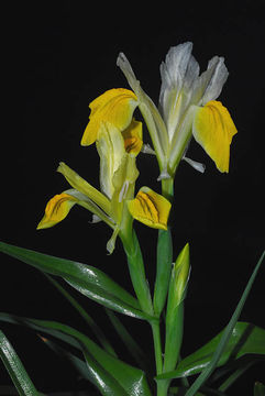 Image of Iris bucharica Foster