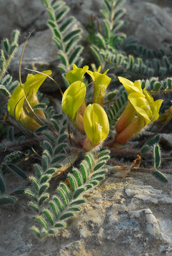 Image of Astragalus caprinus L.