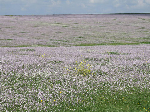 Plancia ëd Erucaria rostrata (Boiss.) A. W. Hill ex Greuter & Burdet