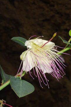 Image de <i>Capparis aegyptia</i>