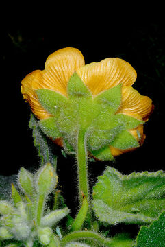 Image of Florida Keys Indian mallow