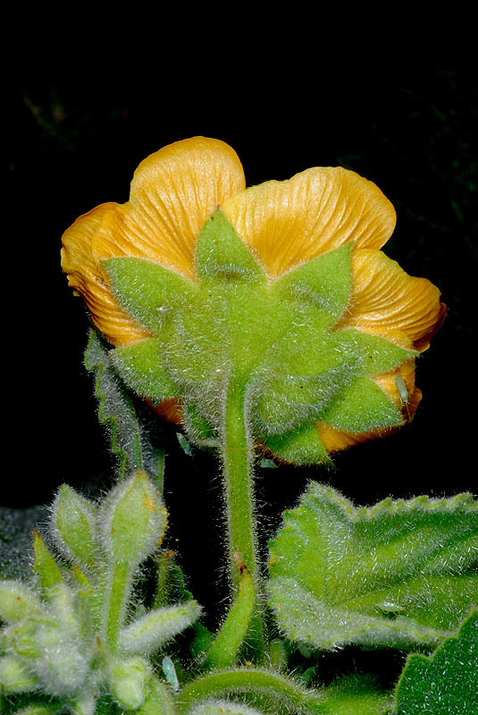 صورة Abutilon hirtum (Lam.) Sweet