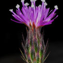 Image of Silver Thistle