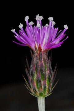 Image of Silver Thistle