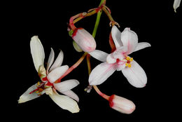 Imagem de Moringa peregrina (Forsk.) Fiori