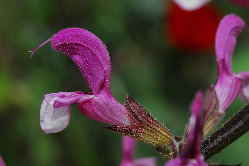 Imagem de Salvia hierosolymitana Boiss.