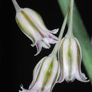 Image of Allium desertorum Forssk.