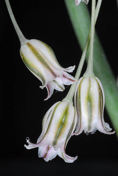 Image of Allium desertorum Forssk.