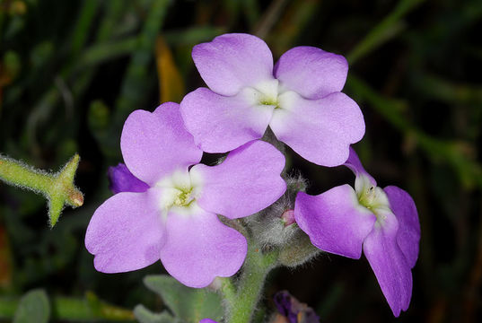 Plancia ëd Matthiola tricuspidata (L.) W. T. Aiton