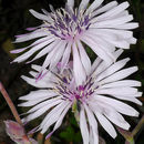 Image of Lactuca tuberosa Jacq.