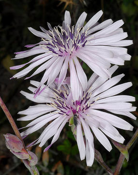 Plancia ëd Lactuca tuberosa Jacq.