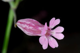 Image of Silene behen L.