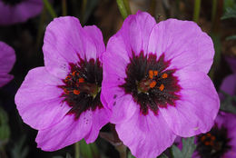 Sivun Erodium crassifolium (Forsk.) L'Hér. kuva