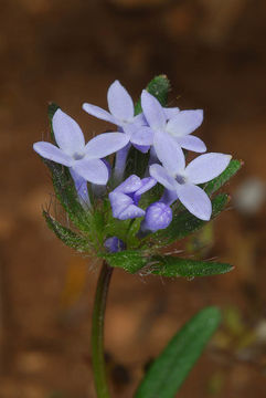 Asperula arvensis L.的圖片