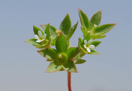 Image of greater rockjasmine