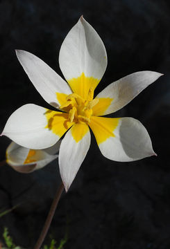 Image of Tulipa biflora Pall.