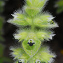 Image of hairy ironwort