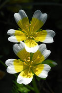 Image of Douglas' Meadowfoam