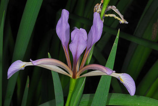 Image of stinking iris