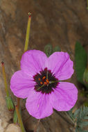 Sivun Erodium crassifolium (Forsk.) L'Hér. kuva